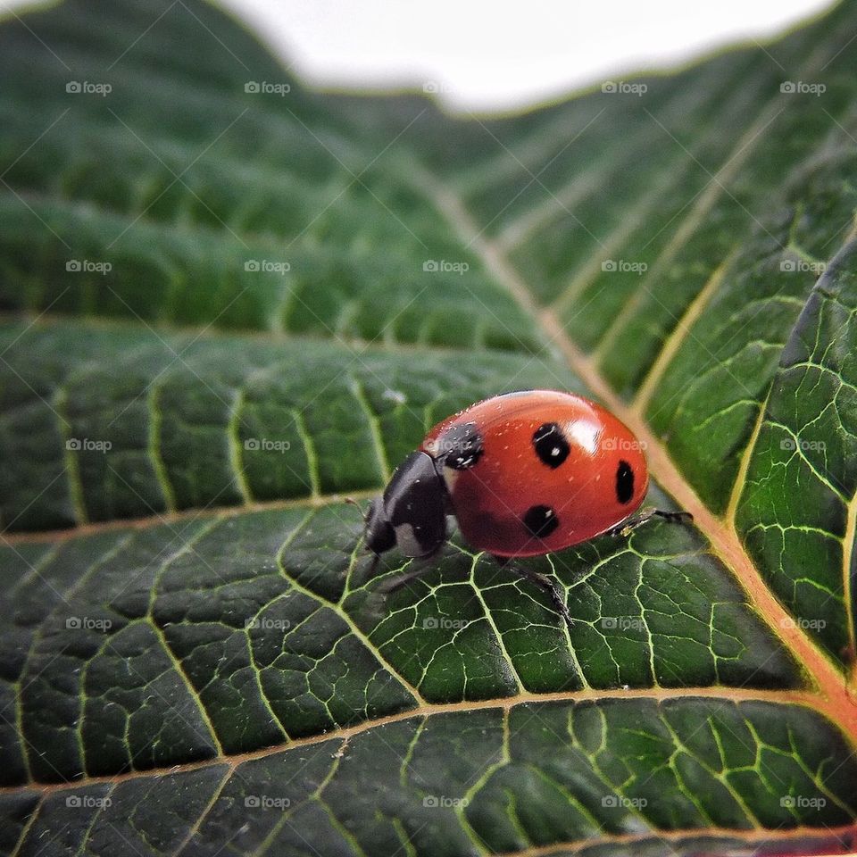 Ladybug 