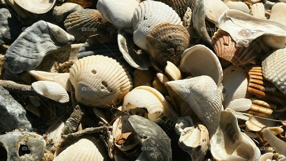 Sea shells I need island time