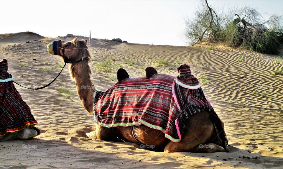 How sitting in style be like: Camel, the model of the desert 
☀🐪😎🐫