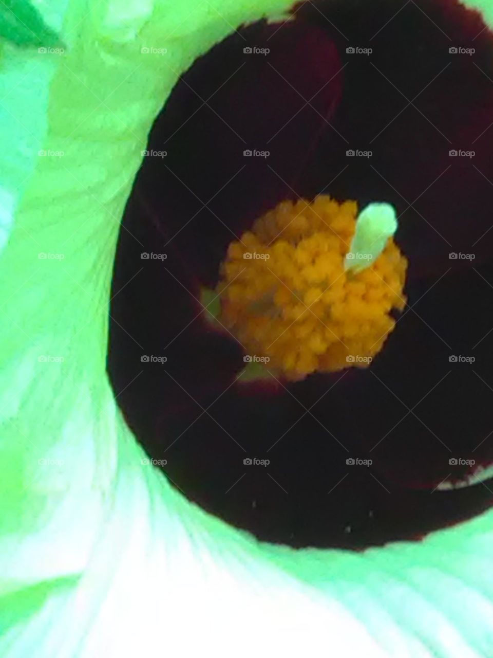 It was blown in the middle of the thick forest, it was very beautiful yellow, sky white, dark red color beautiful in the middle