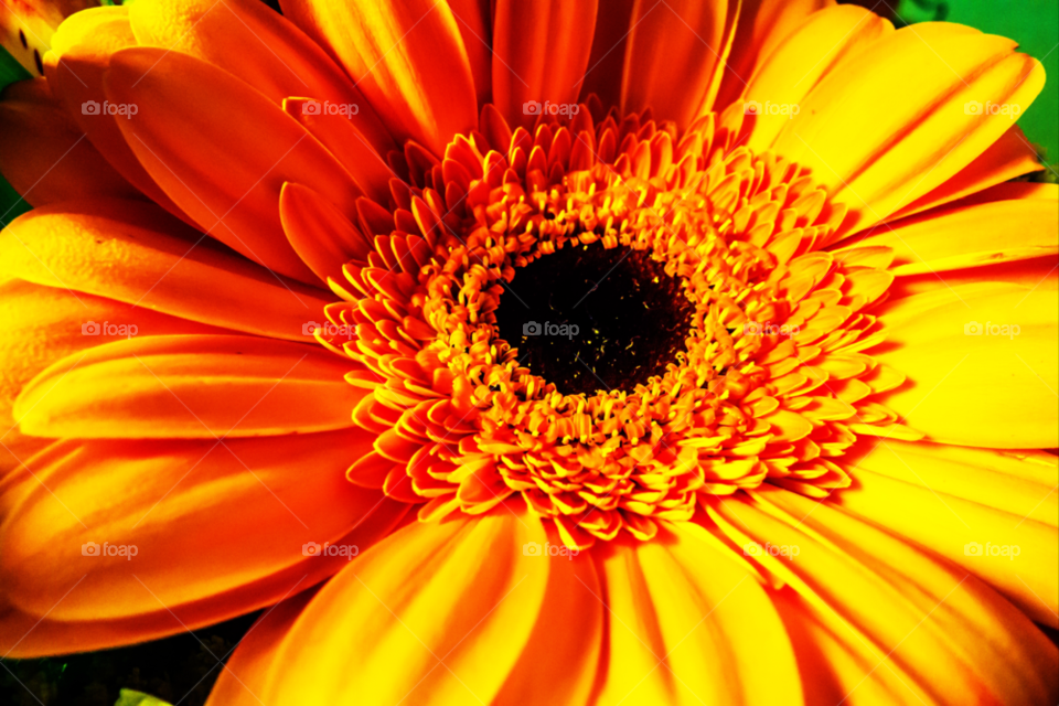 nyc yellow nature flower by delvec