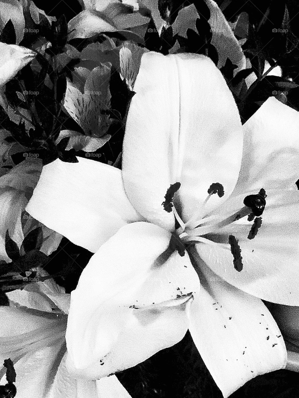 B&w lily