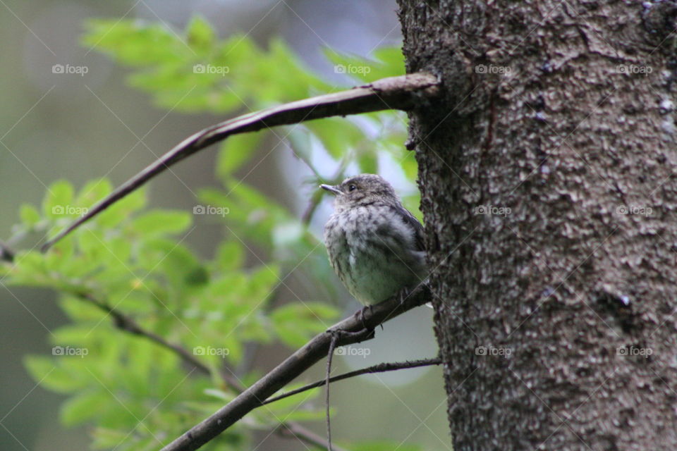 Bird on a tree branch