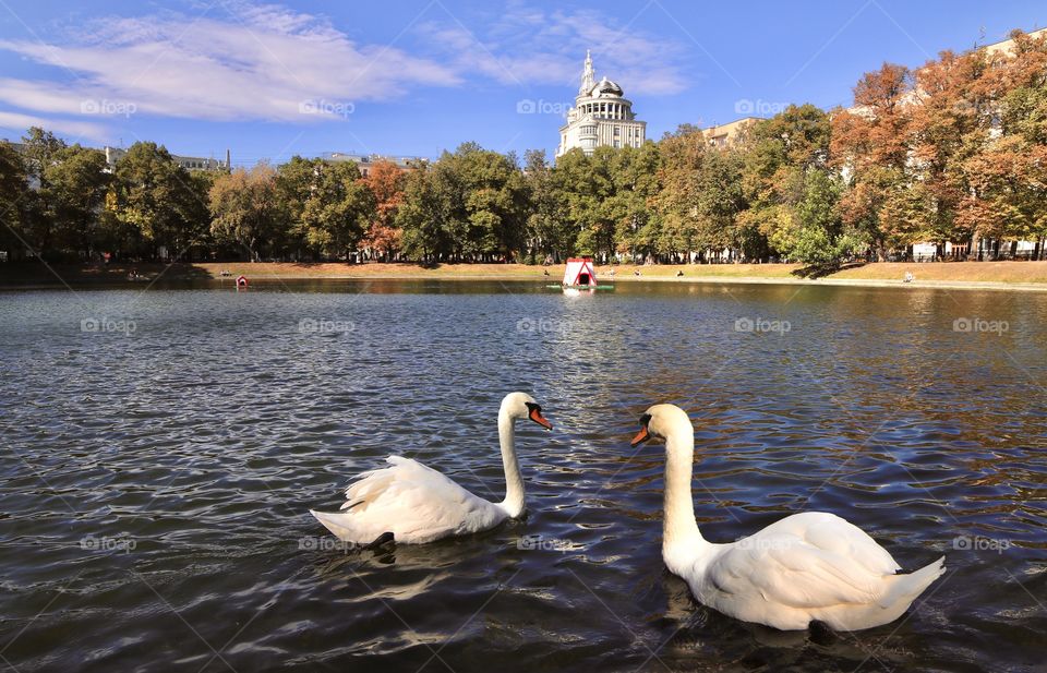 two white swans on the city pond