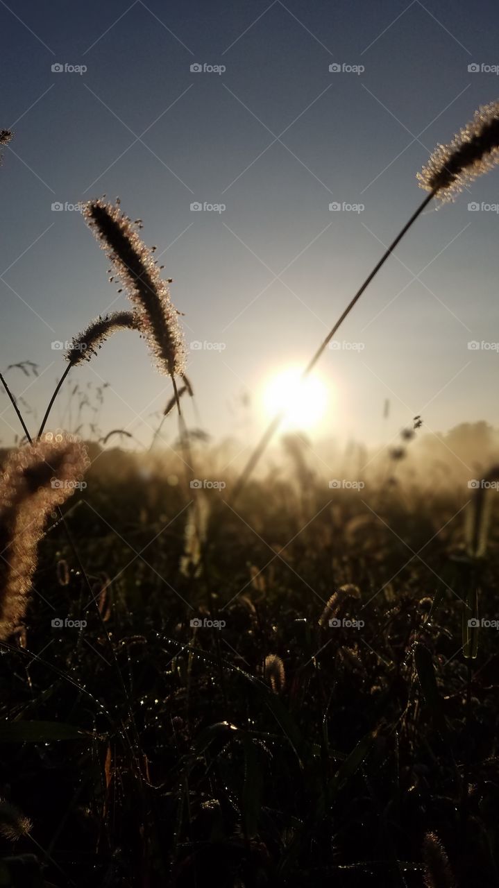 Sunset, Dawn, Field, Sun, Landscape