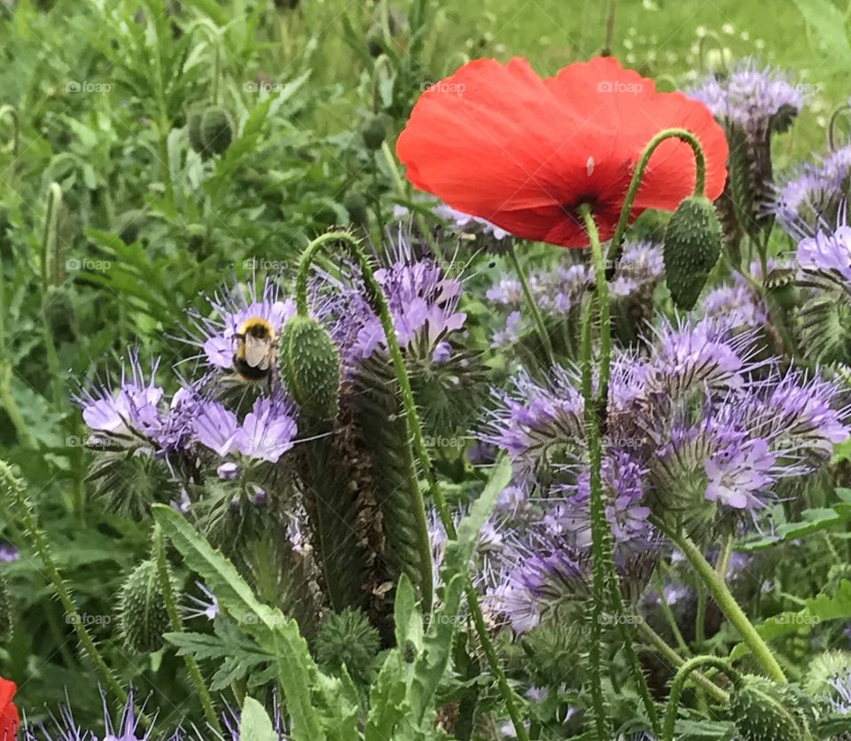 Bees in the summer