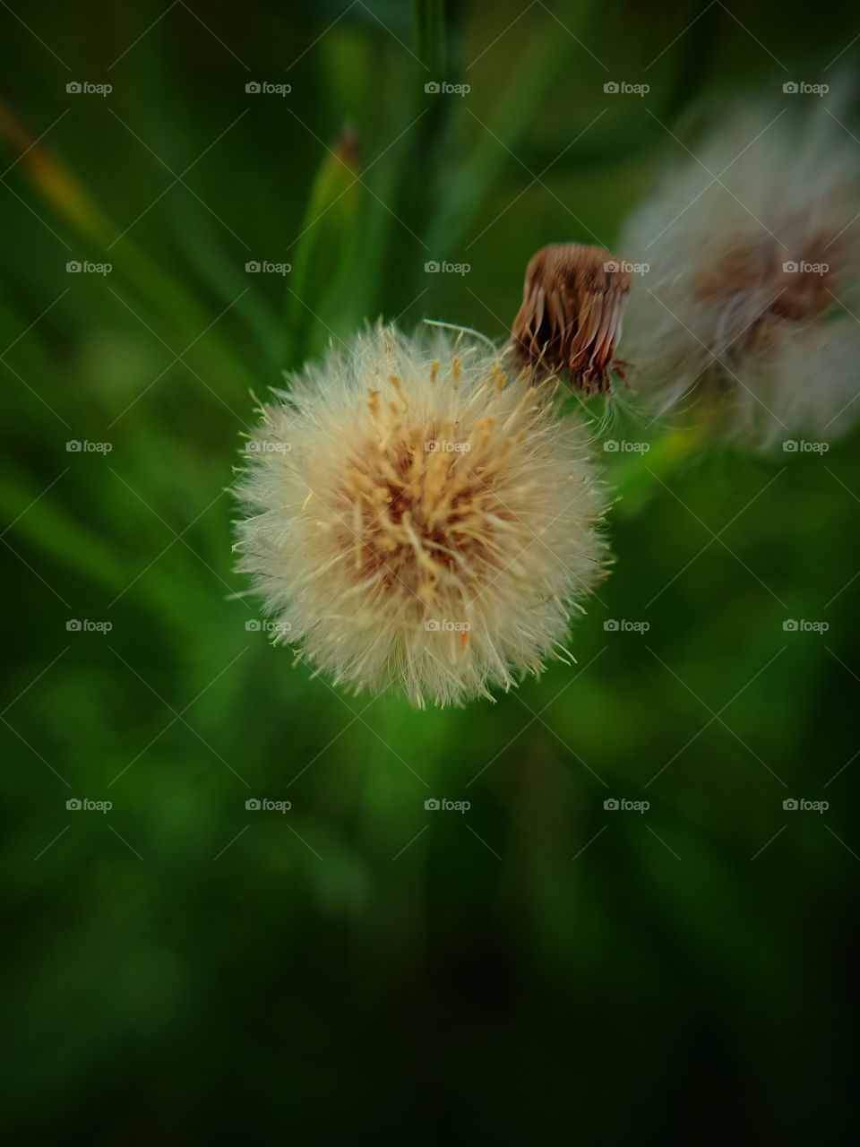 Mobile macro photography