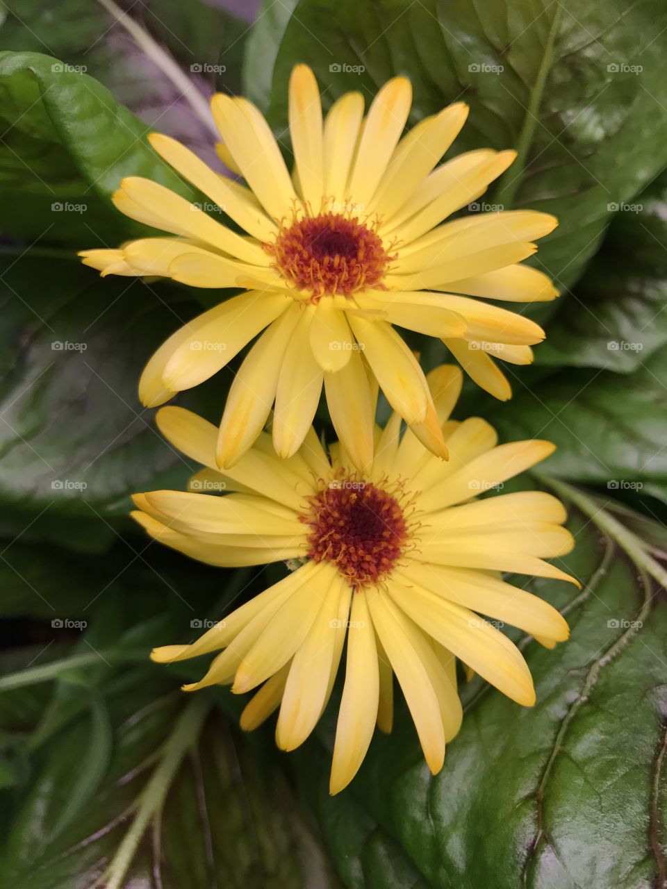 Close-up of sunflower