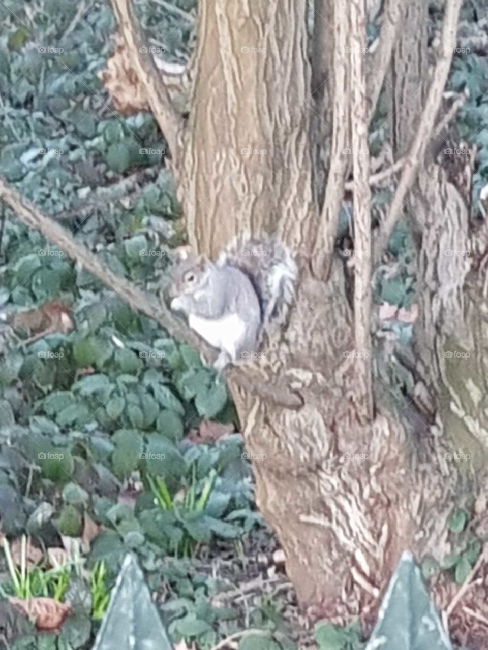 little squirrel up a tree