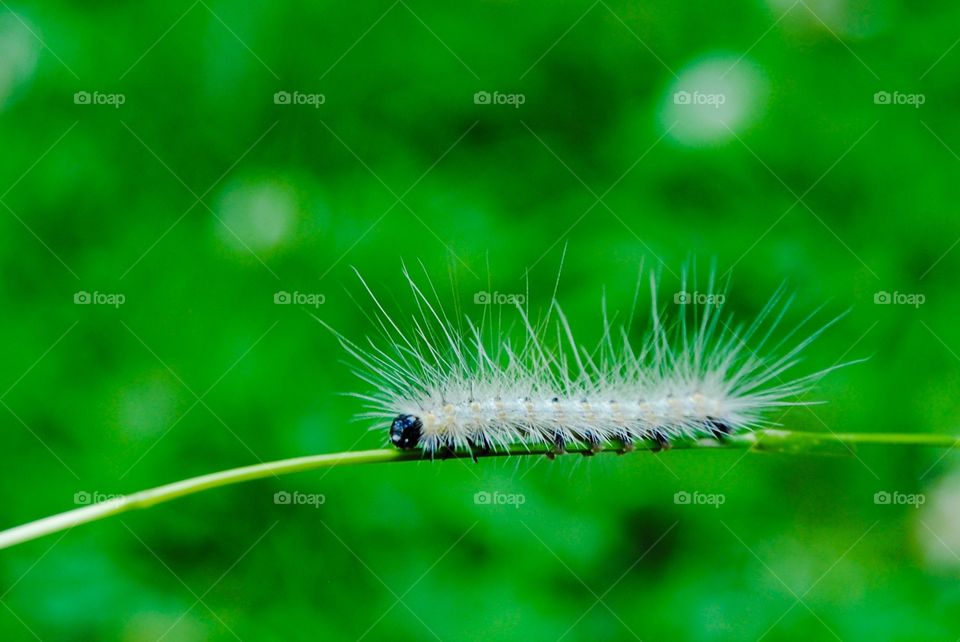 Furry Caterpillar 