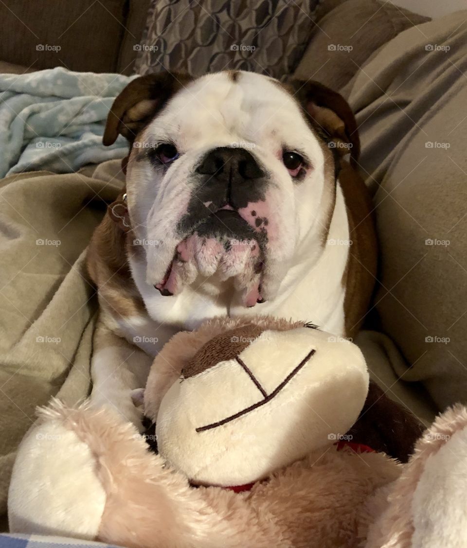 Winston the English bulldog sitting on couch cuddling with his new stuffed bear 💕
