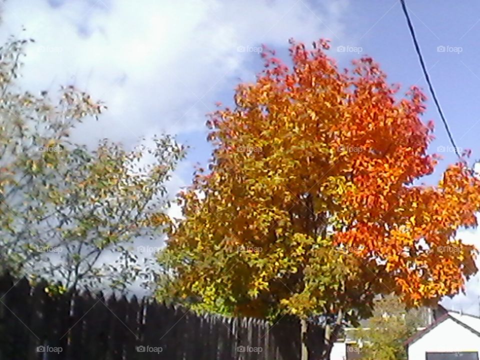 Золотая осень