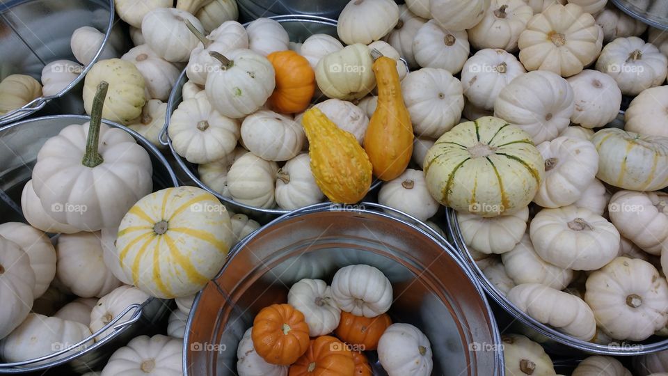Mini Pumpkins and Gourds
