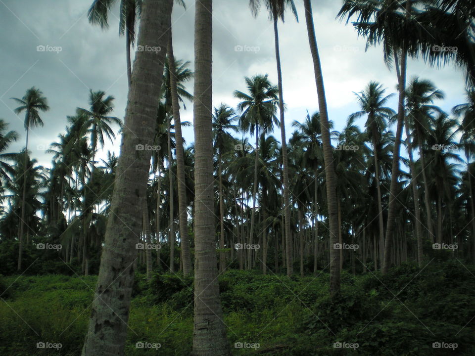 Coconut Plantation. commodity of Villa Escudero in the Philippines 