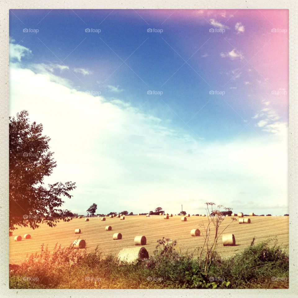 sky field tree colour by rich0710