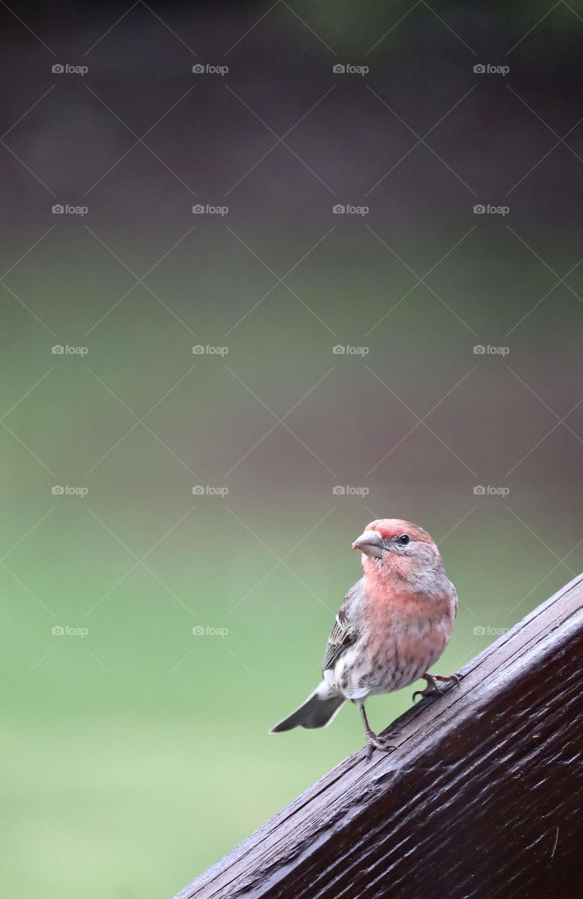 Young purple finch lands on a stair railing at the onset of springtime in Steilacoom, Washing 