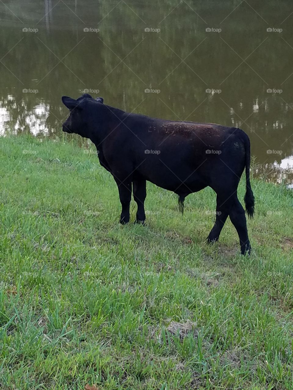 Summer Steer