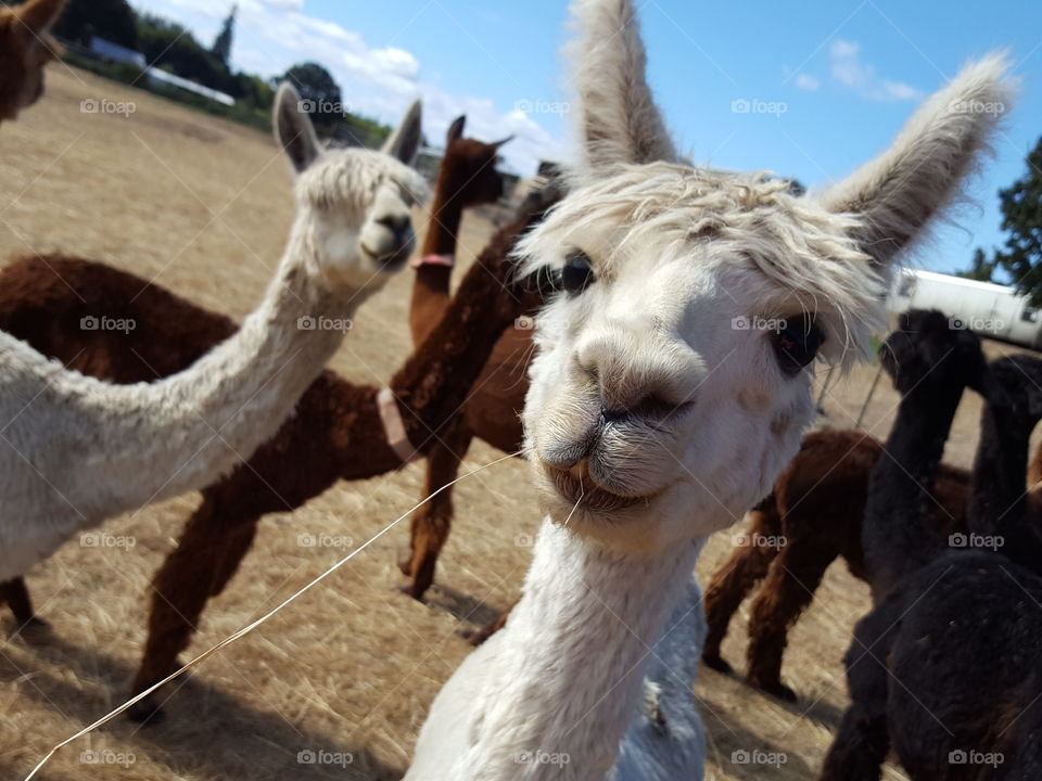 Portrait of alpacas on field