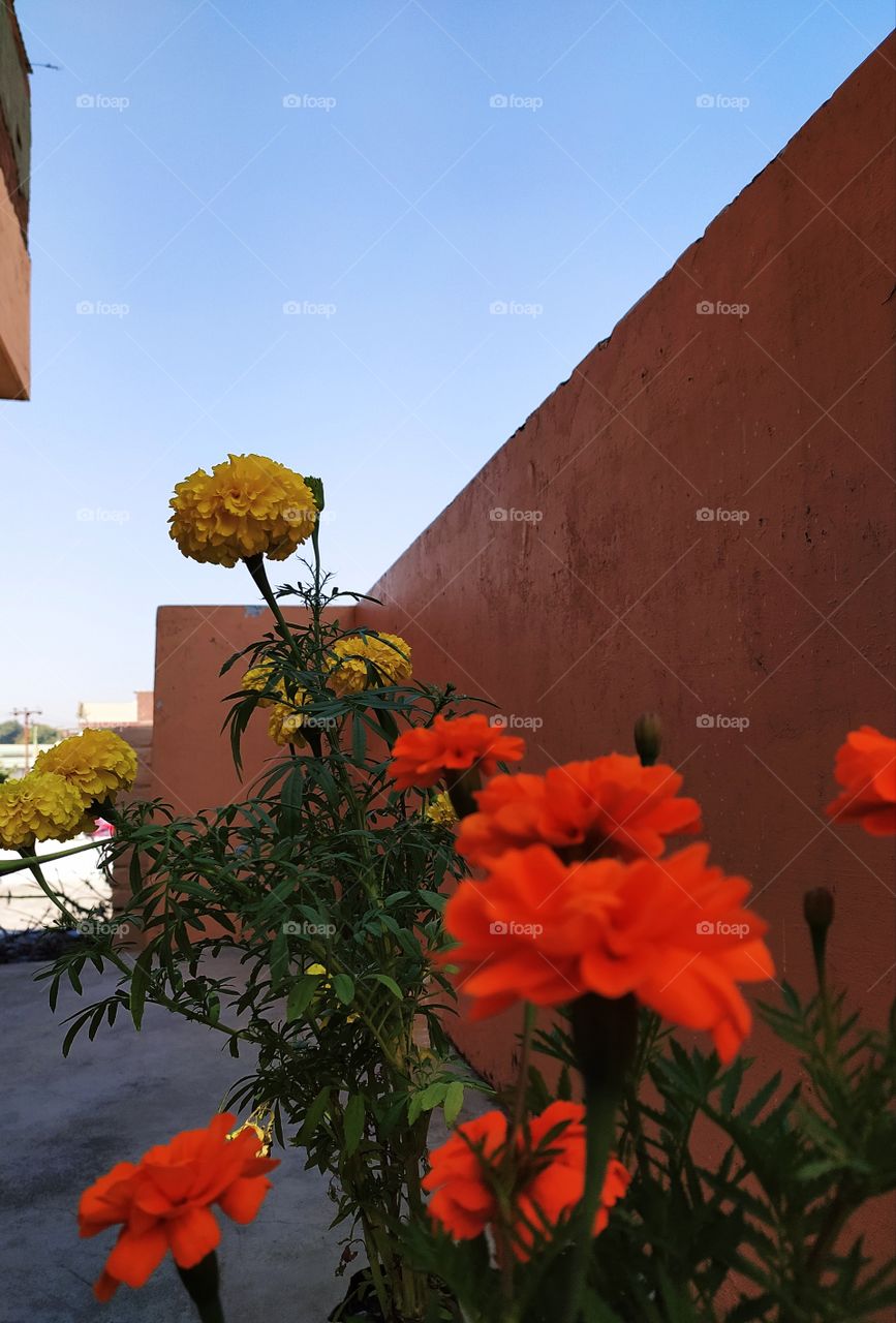 Glowing glory of marigold