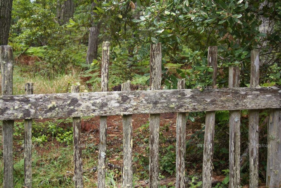 Old fence