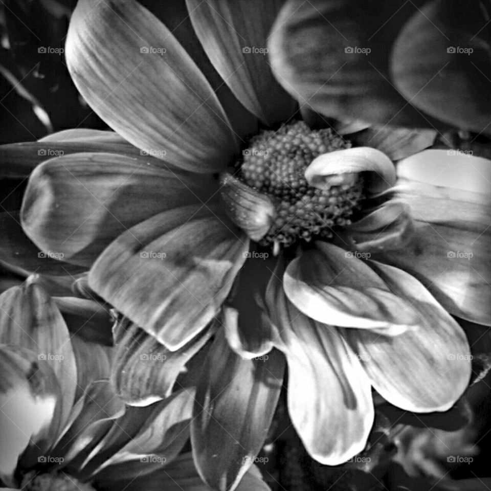 black and white  craisydaisy