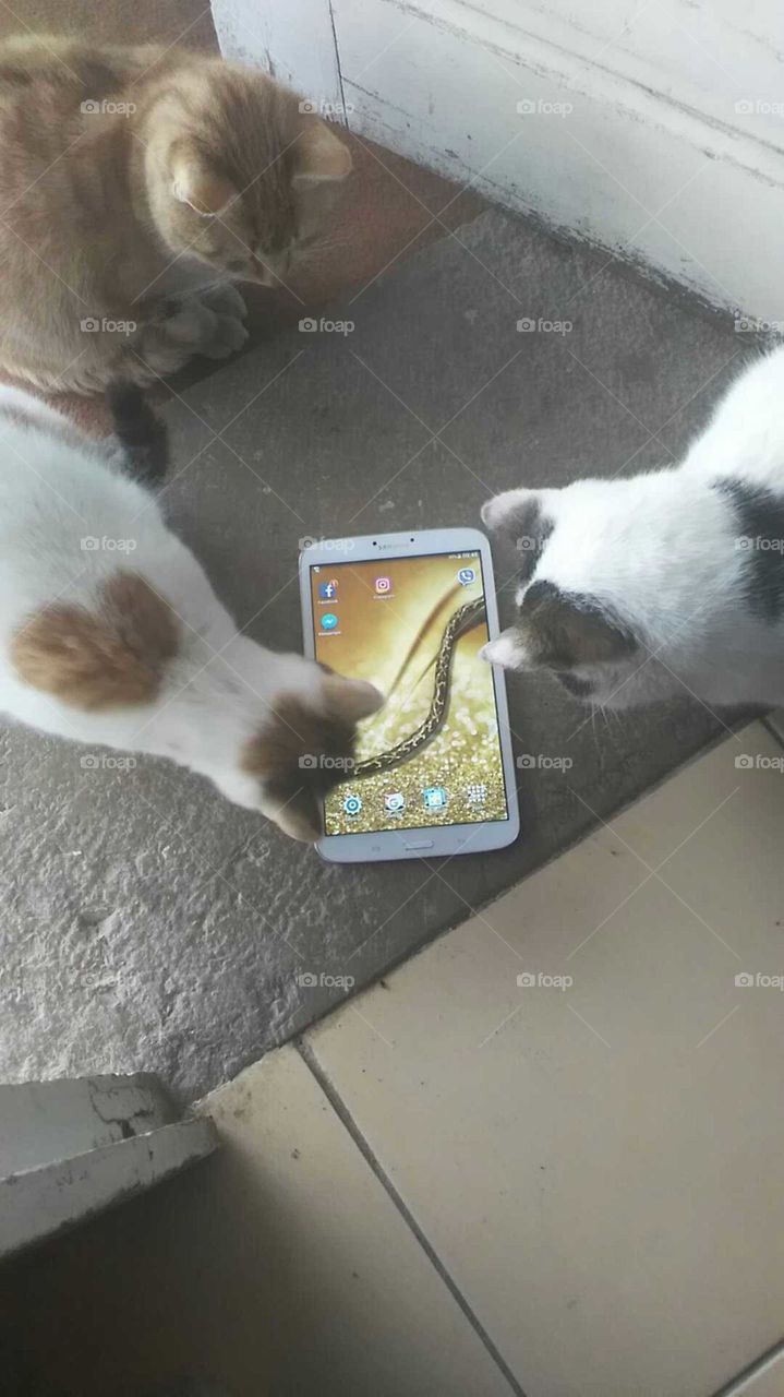 Cat interested on tablet