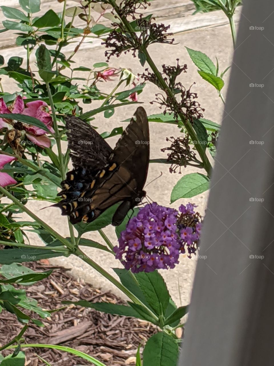 Pipevine swallowtail