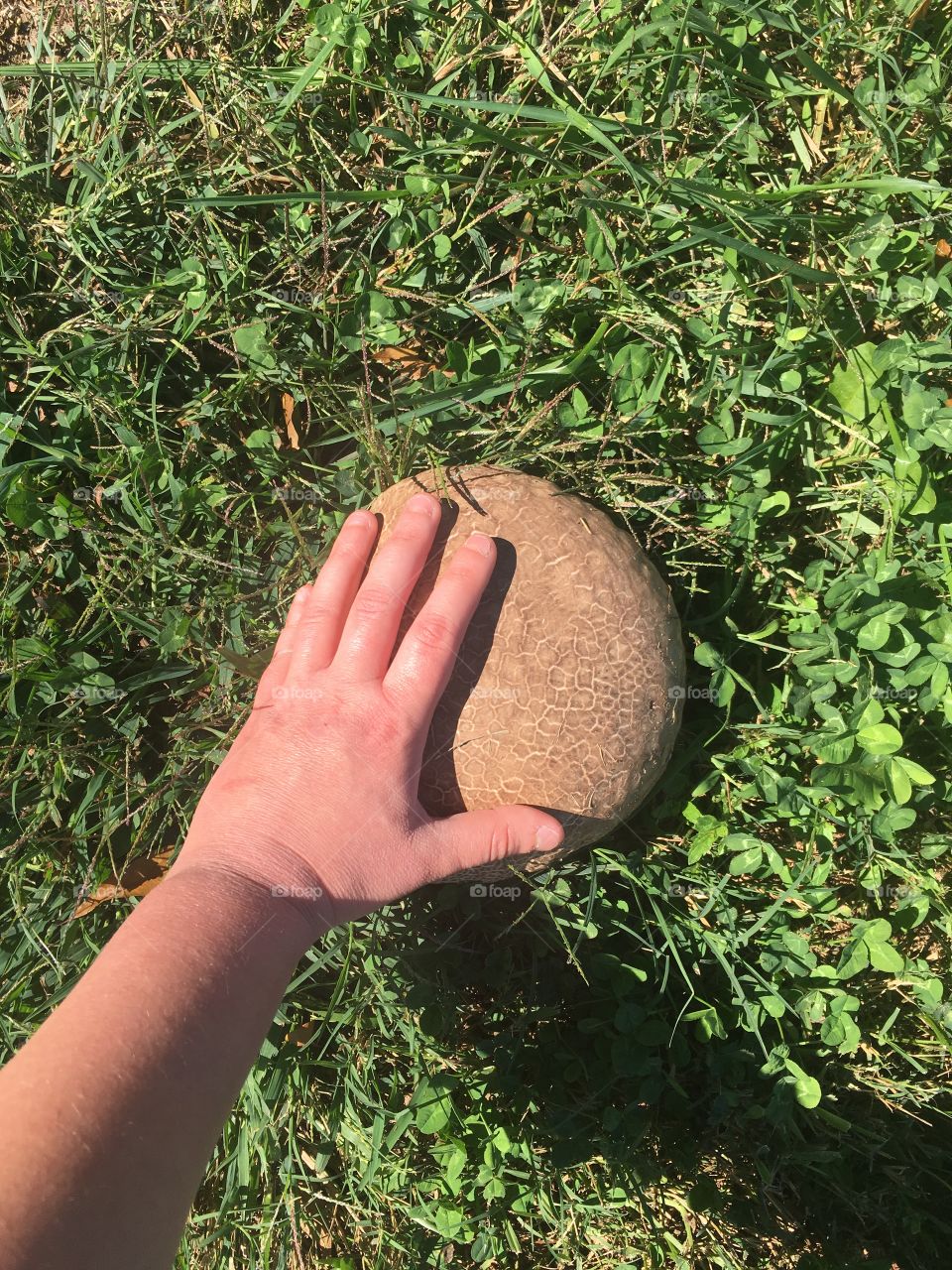 Purple spored puffball 