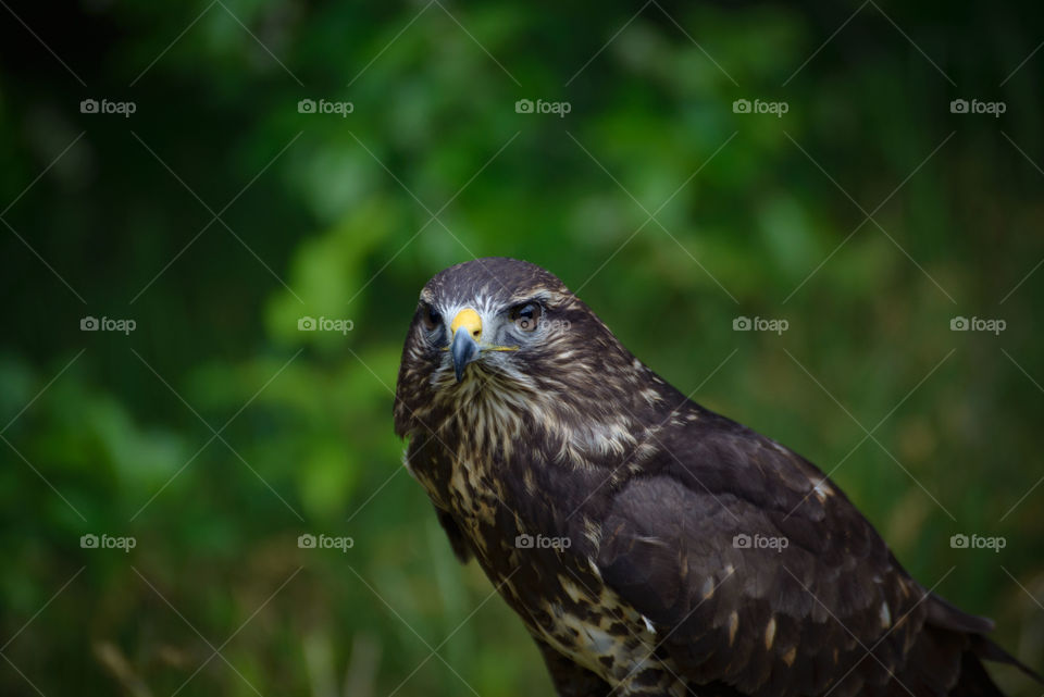 Falcon looks to Camera