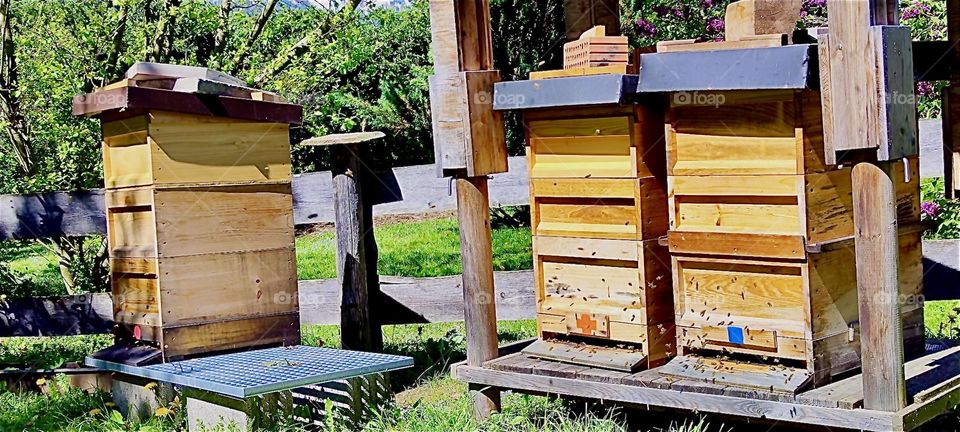 In the vicinity of „Bayerischzell“, a small town near the Alps in „Bavaria“, Germany we found this beekeeping honey producing company featuring manmade wooden beehives. 2024. Hypnotic Productions