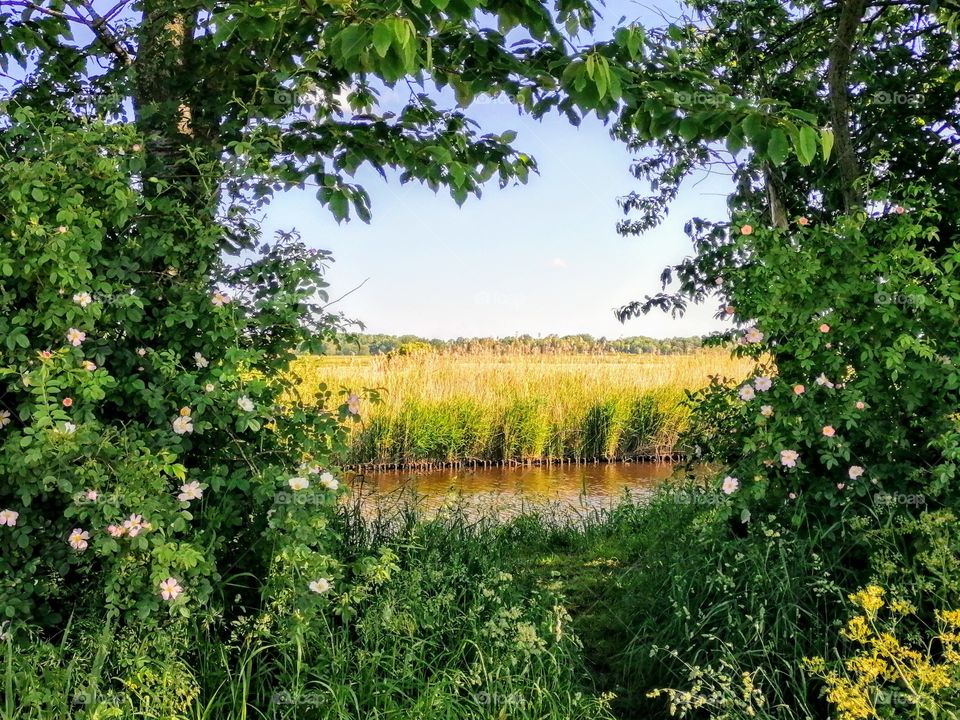 The window off summer comming