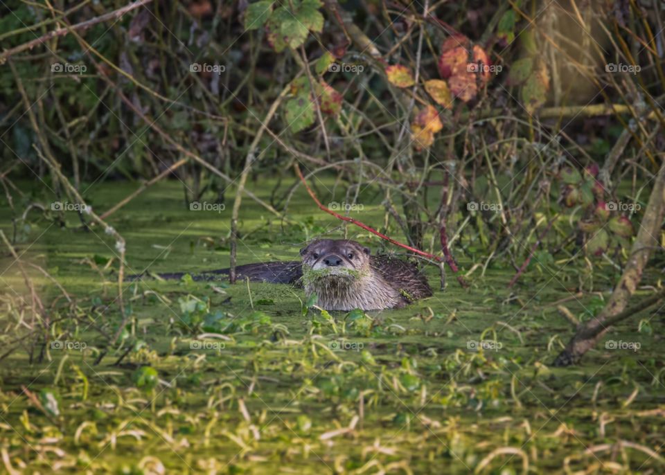 Otter in water