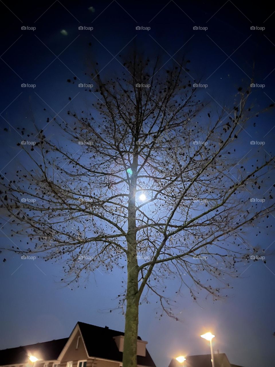 Nightly shit of the moon behind a tree