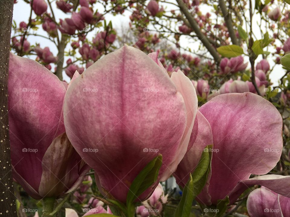 Pink magnolia blossom in spring