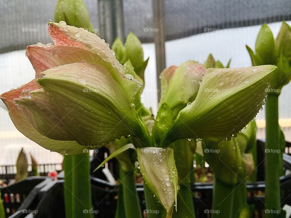 Flower buds. Amaryllis flower buds
