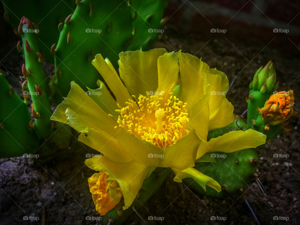 Prickly Pear Cactus Flower