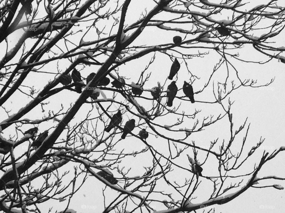 B&w birds