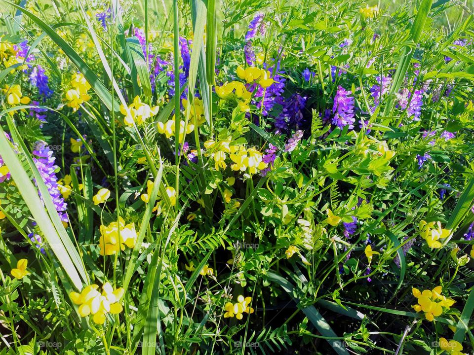 growing bouquet of purple and yellow wildflowers amidst marsh grasses