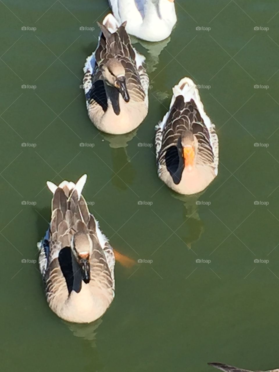 Ducks on water
