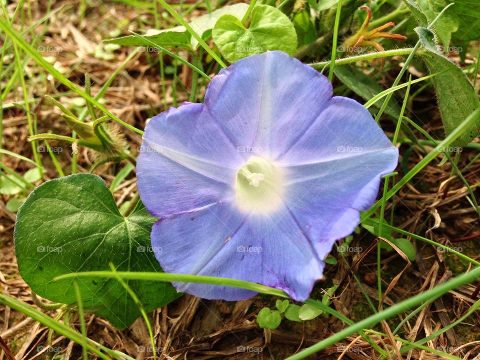 Lone Purple Flower