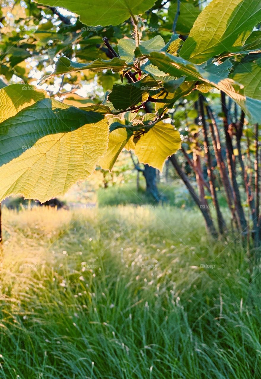 glimpse of the forest against the light with a hazelnut tree in the foreground