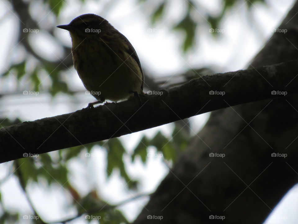 Bird, Wildlife, Tree, Nature, Outdoors