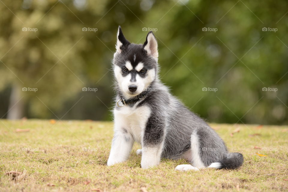 Close-up of a husky puppy