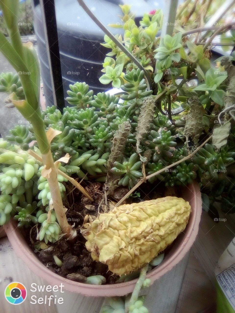 plants on pot