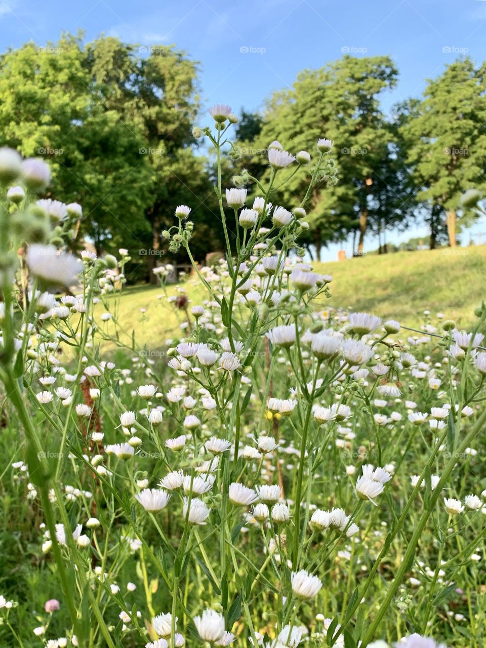 Prairie fleabane in a meadow, a line of trees on a grassy hill in the distance 