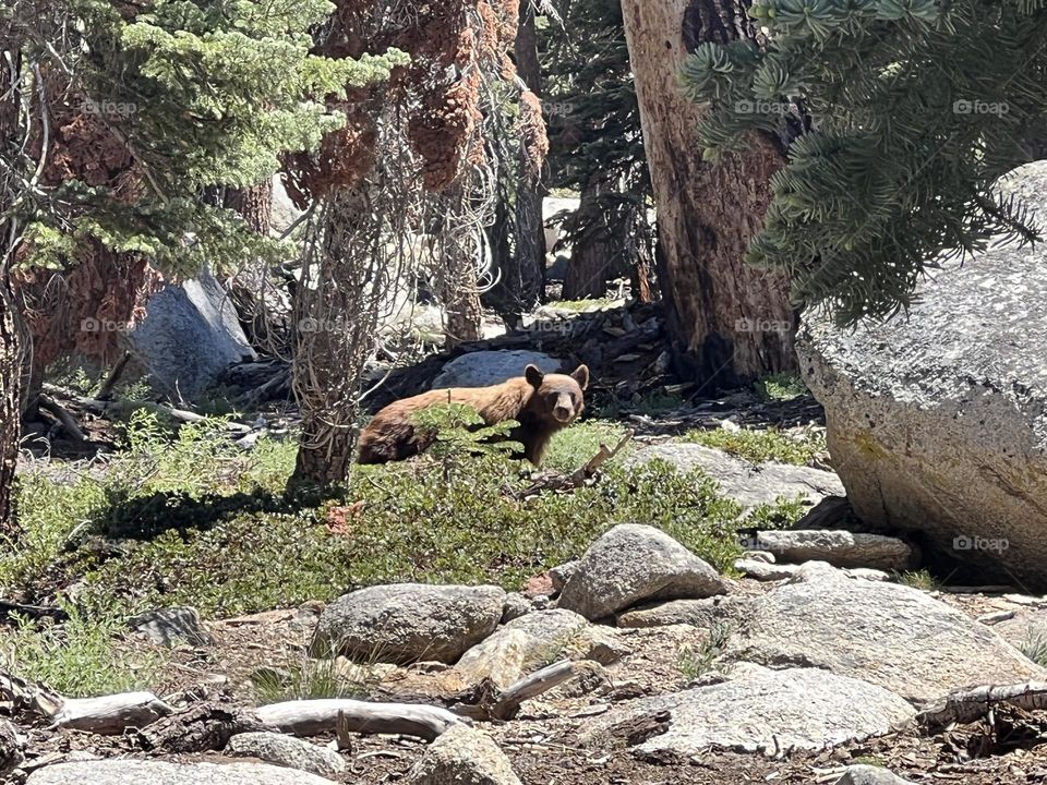 Bear sighting at Alta Peak Trail