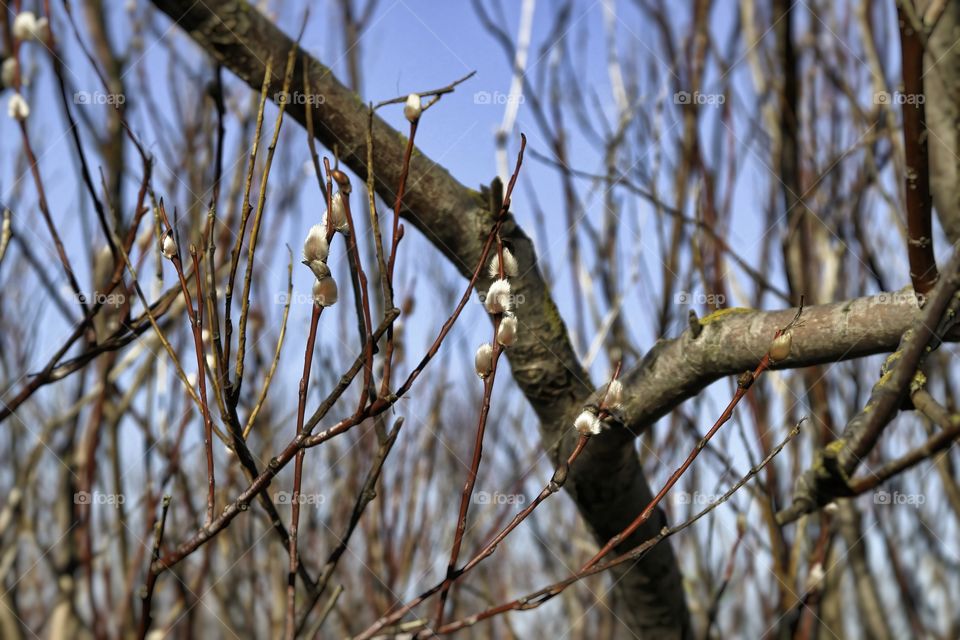 breath of spring