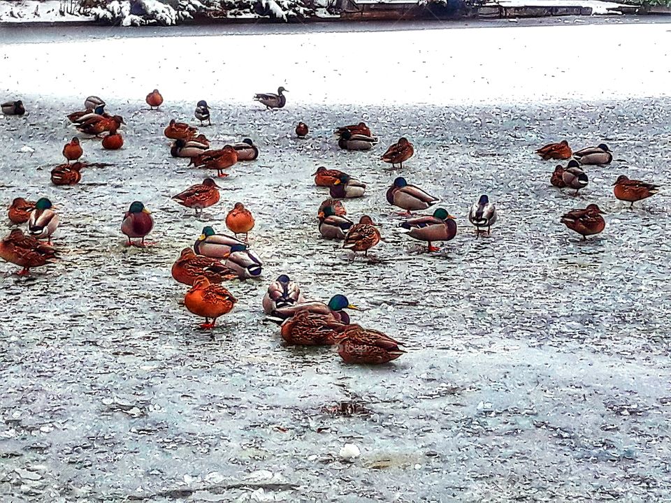 Birds on a frozen lake
