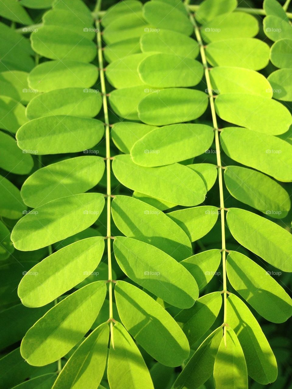 Green leaves