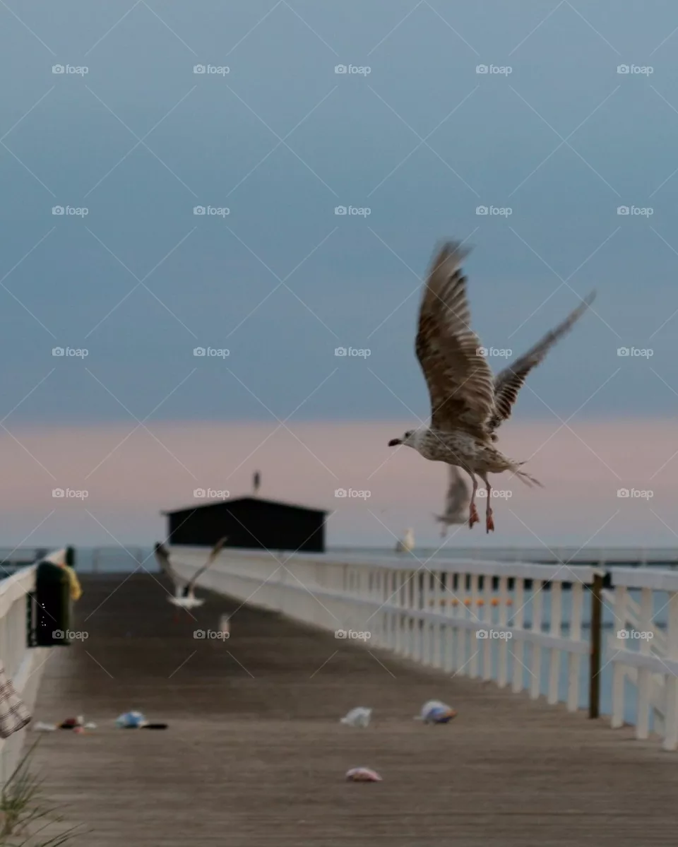Fly away...